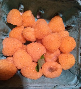 golden raspberries from the farmers market