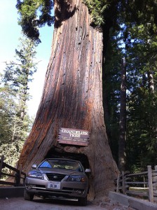 hyundai driving throgh sequoia