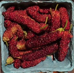 mulberries from the farmers market