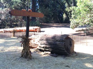 Big Trees - Bear Mountain Summit
