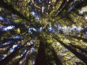 Big Trees - Canopy 1
