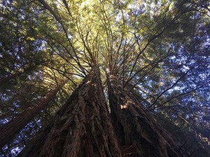 Big Trees - Canopy 1