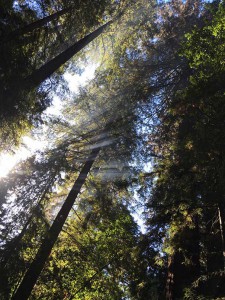 Big Trees