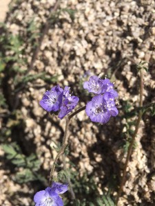 joshua tree wildflowers 04