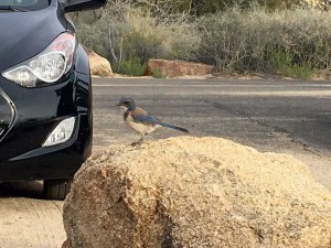 joshua tree bird 06
