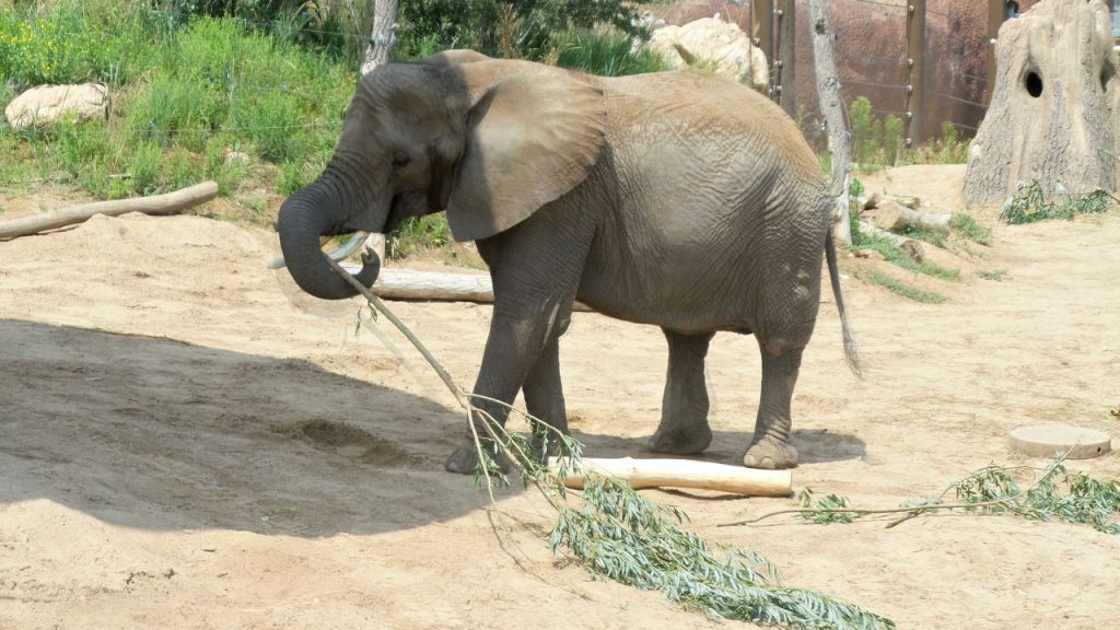 Cheyenne Mountain Zoo: Elephant with Snack