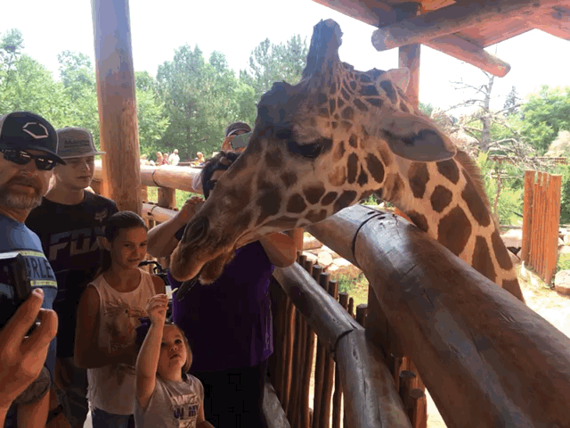 Cheyenne Mountain Zoo: Giraffe