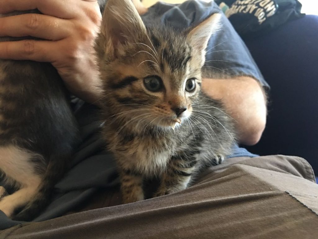kitten fed