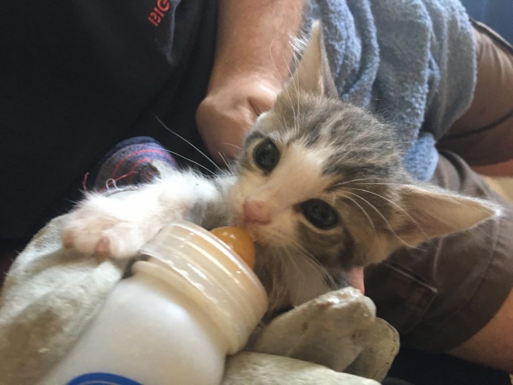 kitten feeding