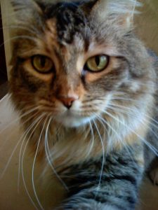 Tiny the Cat