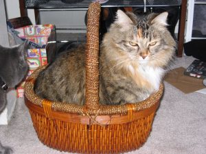 Tiny in a Basket