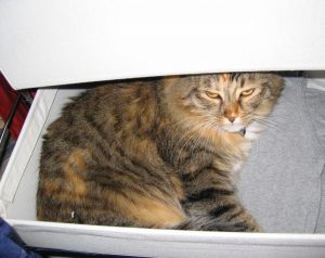 Tiny in a Drawer