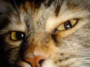 Tiny Close Up