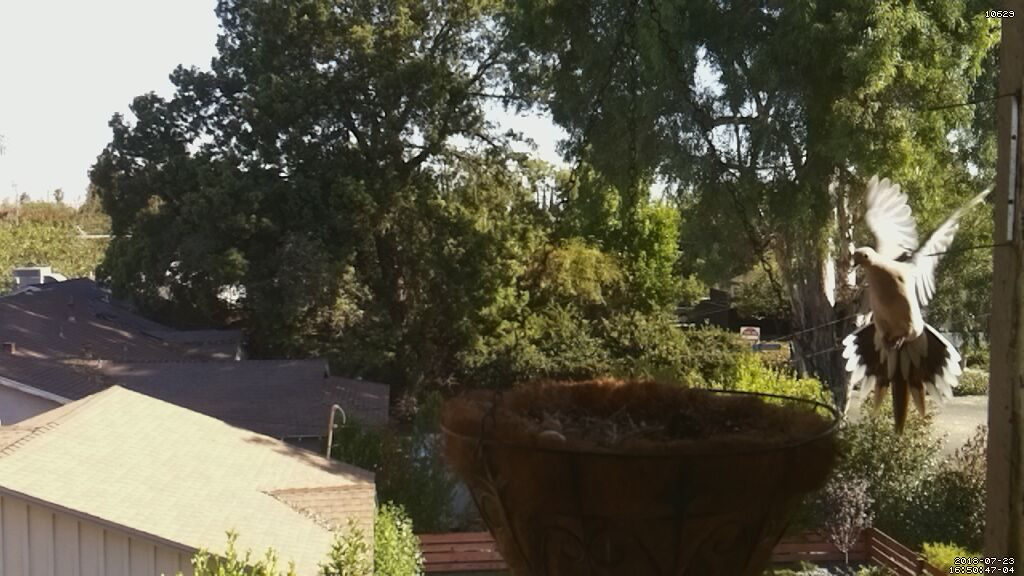 Mourning Dove Lands in Planter
