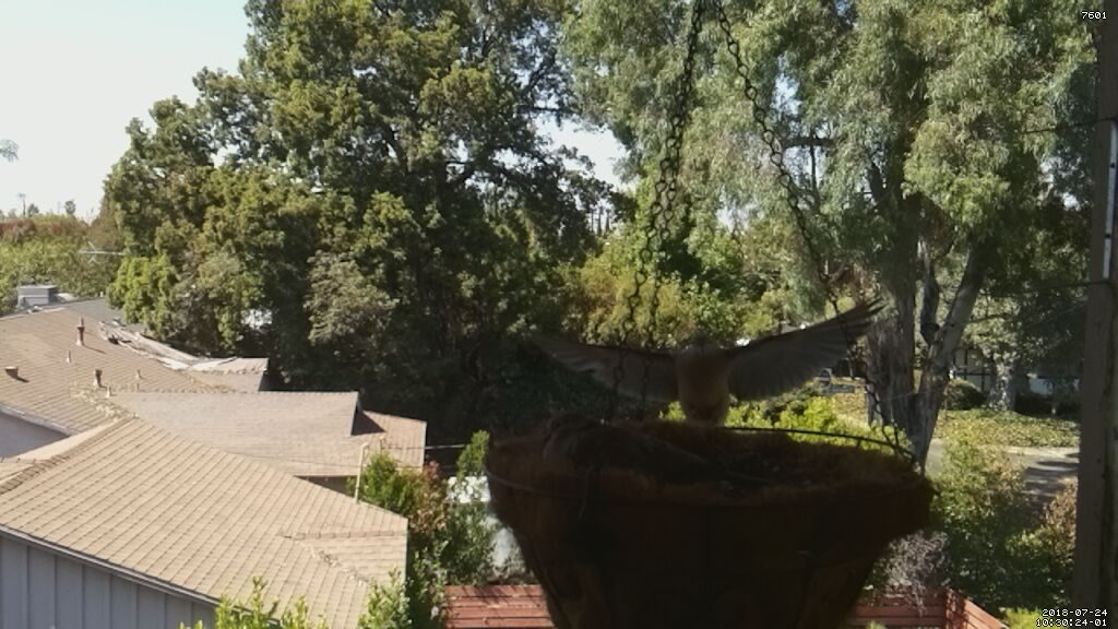 Dove Family