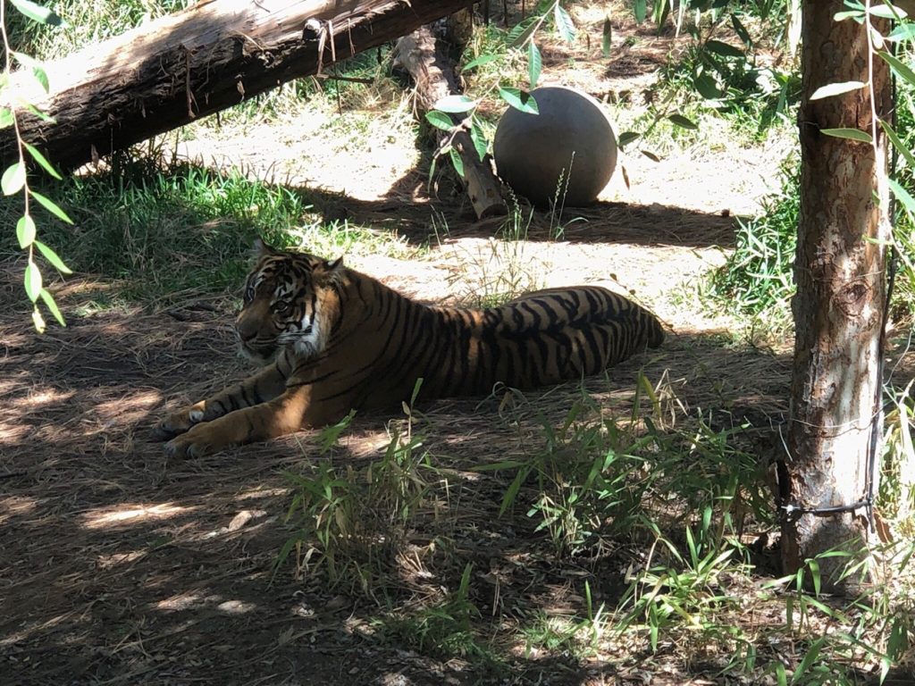 San Diego Zoo Safari Park - Tiger