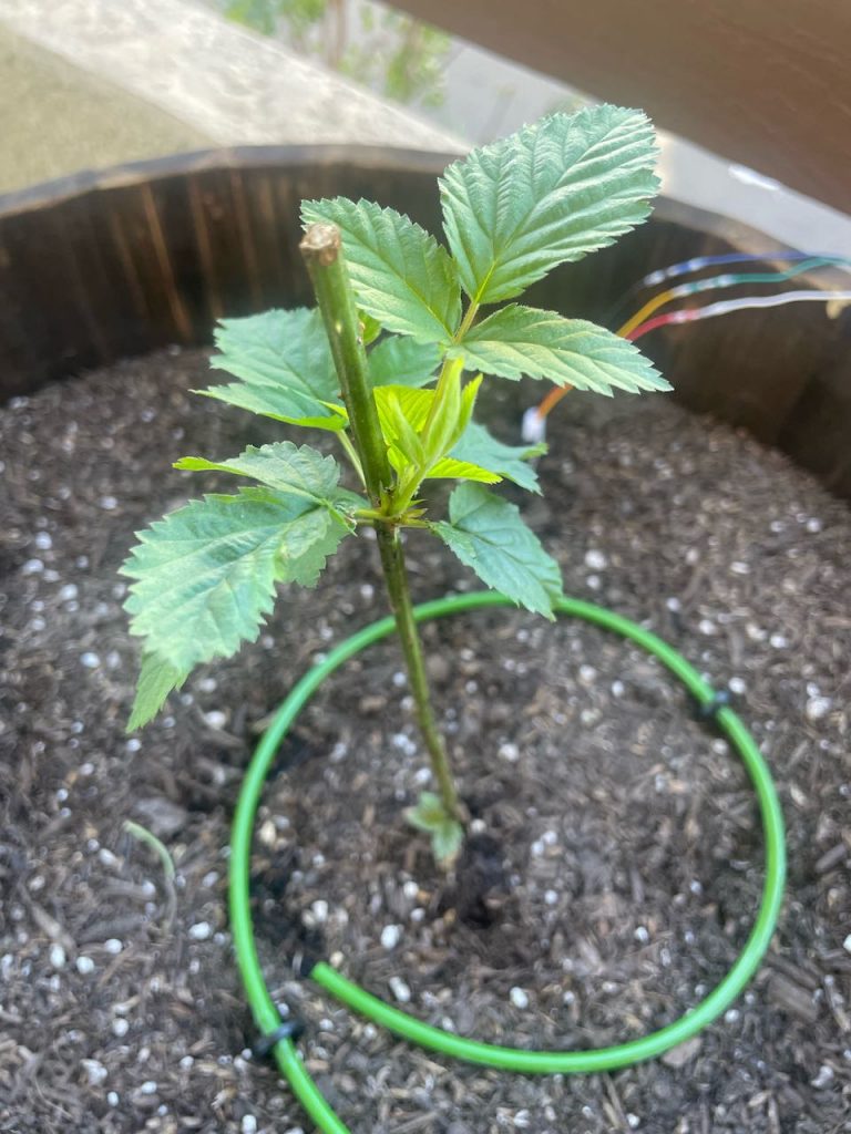 garden 2.0 - blackberry
