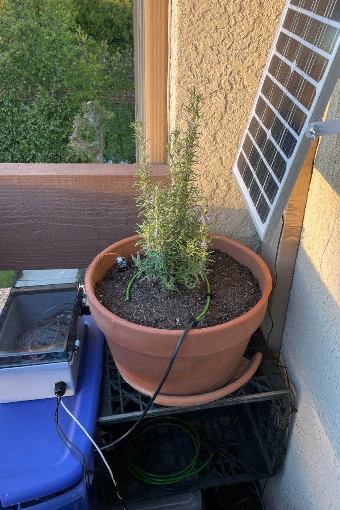 garden 2.0 - rosemary