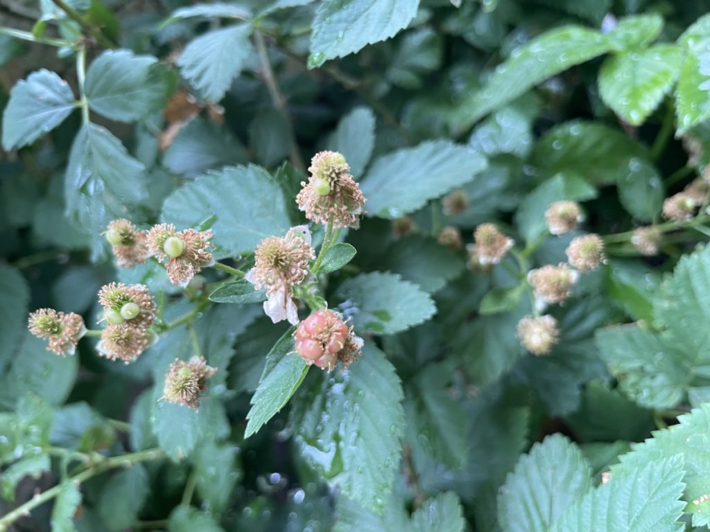 Blackberries forming on a bush
