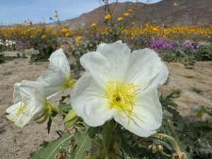 Anza-Borreg Desert - Flower 1