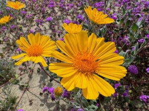 Anza-Borreg Desert - Flower 2