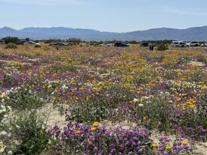 Anza-Borreg Desert - Flowers