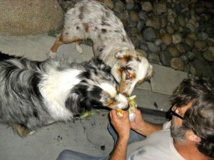 dogs eat In-N-Out