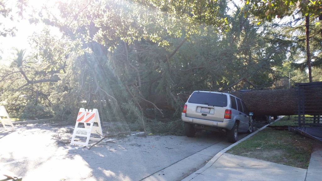 Car crushed under fallen tree