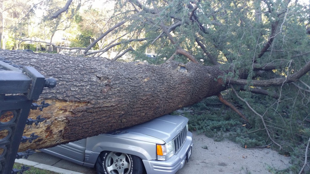 Car crushed under fallen tree